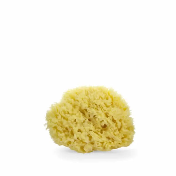 Lua &amp; Lee Sponge 1 Unit